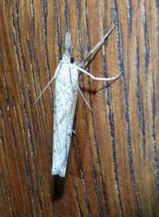 Pediasia contaminella (Crambidae)?